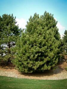 Сосна Чёрная (Pinus Nigra) купить по цене от 270.00р. в интернет-магазине «Посадика» с доставкой почтой в в Красногорске и по всей России – [изображение №1].