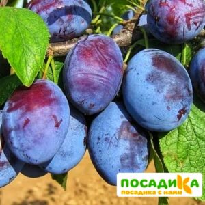 Слива Чачакская ранняя купить по цене от 229.00р. в интернет-магазине «Посадика» с доставкой почтой в в Красногорске и по всей России – [изображение №1].