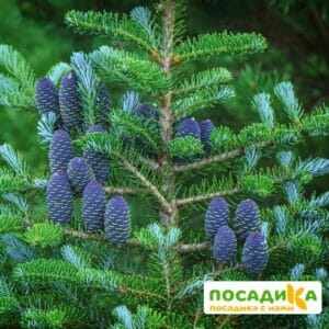 Пихта корейская (Abies koreana) купить по цене от 450.00р. в интернет-магазине «Посадика» с доставкой почтой в в Красногорске и по всей России – [изображение №1].