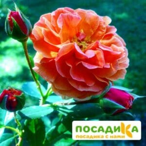 Роза Арабия купить по цене от 350.00р. в интернет-магазине «Посадика» с доставкой почтой в в Красногорске и по всей России – [изображение №1].