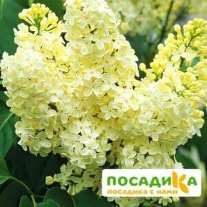 Сирень Примроуз (Primrose) купить по цене от 529.00р. в интернет-магазине «Посадика» с доставкой почтой в в Красногорске и по всей России – [изображение №1].