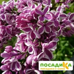 Сирень Сенсация купить по цене от 529.00р. в интернет-магазине «Посадика» с доставкой почтой в в Красногорске и по всей России – [изображение №1].