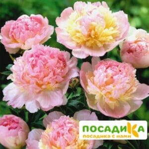 Пион Распберри Сандей (Paeonia Raspberry Sundae) купить по цене от 959р. в интернет-магазине «Посадика» с доставкой почтой в в Красногорске и по всей России – [изображение №1].