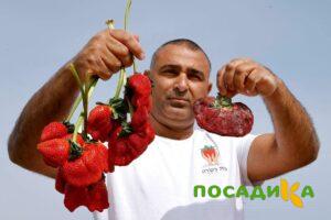 Клубника Гигант Джорнея купить по цене от 266р. в интернет-магазине «Посадика» с доставкой почтой в в Красногорске и по всей России – [изображение №1].