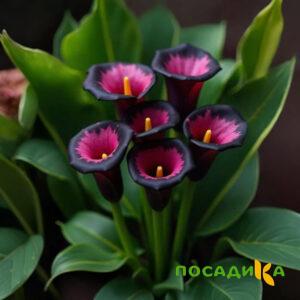 Калла Аура Лейс купить по цене от 400р. в интернет-магазине «Посадика» с доставкой почтой в в Красногорске и по всей России – [изображение №1].