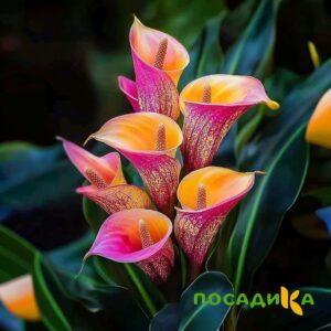 Калла Оникс купить по цене от 450р. в интернет-магазине «Посадика» с доставкой почтой в в Красногорске и по всей России – [изображение №1].