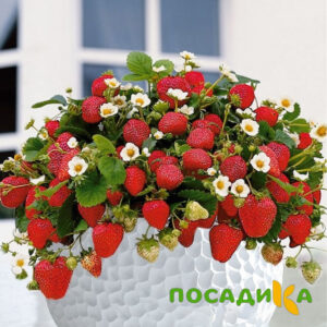 Клубника Рубиновый Шепот (горшечная) купить по цене от 240р. в интернет-магазине «Посадика» с доставкой почтой в в Красногорске и по всей России – [изображение №1].