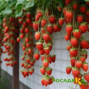 Клубника вьющаяся Комплимент купить по цене от 470р. в интернет-магазине «Посадика» с доставкой почтой в в Красногорске и по всей России – [изображение №1].