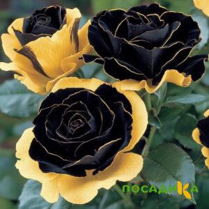 Роза Ханни Сикл купить по цене от 700р. в интернет-магазине «Посадика» с доставкой почтой в в Красногорске и по всей России – [изображение №1].