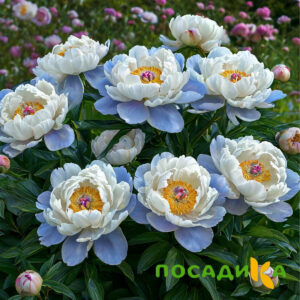 Пион акварельный Этюд купить по цене от 806р. в интернет-магазине «Посадика» с доставкой почтой в в Красногорске и по всей России – [изображение №1].