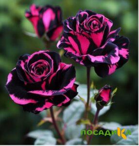 Роза Багровый Шепот купить по цене от 366р. в интернет-магазине «Посадика» с доставкой почтой в в Красногорске и по всей России – [изображение №1].