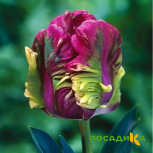 Тюльпан Экзотик Хэвен купить по цене от 186р. в интернет-магазине «Посадика» с доставкой почтой в в Красногорске и по всей России – [изображение №1].