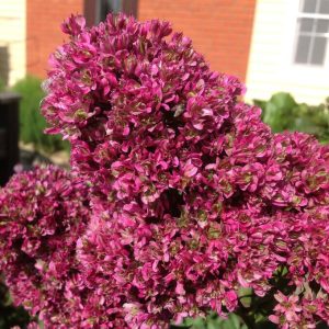 Флокс Филингс купить по цене от 329р. в интернет-магазине «Посадика» с доставкой почтой в в Красногорске и по всей России – [изображение №1].