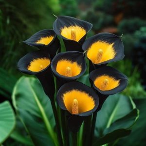 Калла Легато купить по цене от 620р. в интернет-магазине «Посадика» с доставкой почтой в в Красногорске и по всей России – [изображение №1].