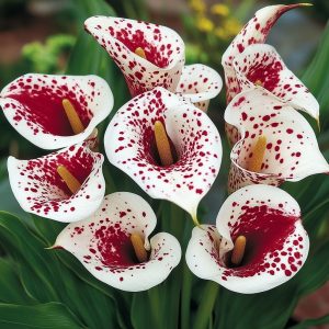 Калла Эмпайр купить по цене от 302р. в интернет-магазине «Посадика» с доставкой почтой в в Красногорске и по всей России – [изображение №1].