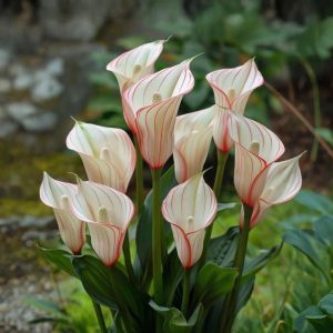 Калла Глейшер купить по цене от 299р. в интернет-магазине «Посадика» с доставкой почтой в в Красногорске и по всей России – [изображение №1].