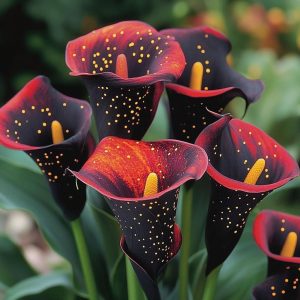 Калла Нуар купить по цене от 299р. в интернет-магазине «Посадика» с доставкой почтой в в Красногорске и по всей России – [изображение №1].