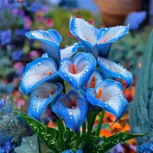 Калла Портрейт купить по цене от 292р. в интернет-магазине «Посадика» с доставкой почтой в в Красногорске и по всей России – [изображение №1].