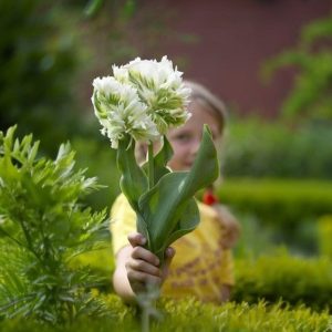 Тюльпан Супер Пэррот купить по цене от 360р. в интернет-магазине «Посадика» с доставкой почтой в в Красногорске и по всей России – [изображение №1].