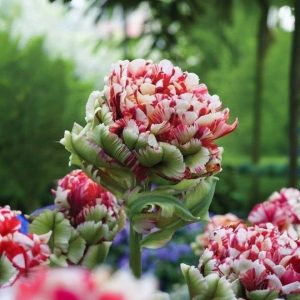 Тюльпан Дабл Флеминг Берд купить по цене от 249р. в интернет-магазине «Посадика» с доставкой почтой в в Красногорске и по всей России – [изображение №1].