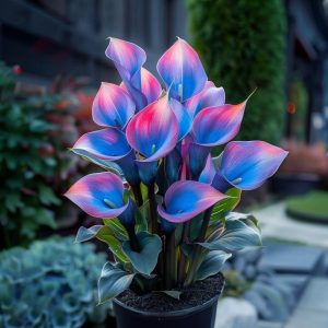 Калла Импрессия купить по цене от 590р. в интернет-магазине «Посадика» с доставкой почтой в в Красногорске и по всей России – [изображение №1].