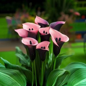 Калла Энигма купить по цене от 291р. в интернет-магазине «Посадика» с доставкой почтой в в Красногорске и по всей России – [изображение №1].