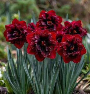 Нарцисс Сапфировый Бриз купить по цене от 3000р. в интернет-магазине «Посадика» с доставкой почтой в в Красногорске и по всей России – [изображение №1].