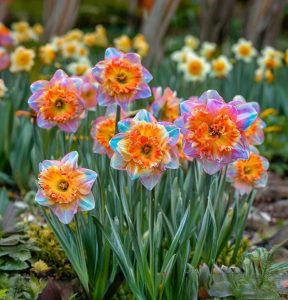 Нарцисс Айвери Дон купить по цене от 3000р. в интернет-магазине «Посадика» с доставкой почтой в в Красногорске и по всей России – [изображение №1].