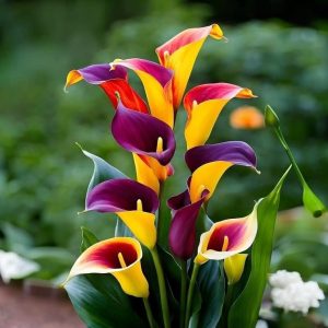 Калла Кристалл купить по цене от 450р. в интернет-магазине «Посадика» с доставкой почтой в в Красногорске и по всей России – [изображение №1].