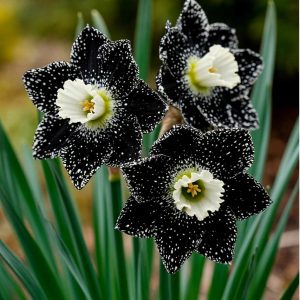 Нарцисс Кассата купить по цене от 372р. в интернет-магазине «Посадика» с доставкой почтой в в Красногорске и по всей России – [изображение №1].