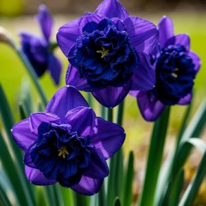 Нарцисс Арт Нуво купить по цене от 378р. в интернет-магазине «Посадика» с доставкой почтой в в Красногорске и по всей России – [изображение №1].