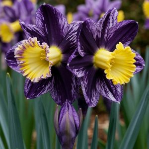 Нарцисс Акропоис купить по цене от 382р. в интернет-магазине «Посадика» с доставкой почтой в в Красногорске и по всей России – [изображение №1].