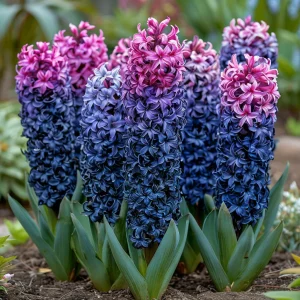 Гиацинт Блю Спринг купить по цене от 2099р. в интернет-магазине «Посадика» с доставкой почтой в в Красногорске и по всей России – [изображение №1].