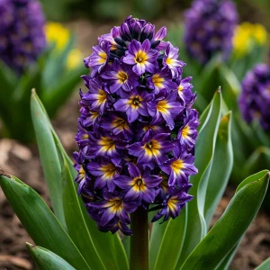 Гиацинт Вельвет Колор купить по цене от 2099р. в интернет-магазине «Посадика» с доставкой почтой в в Красногорске и по всей России – [изображение №1].