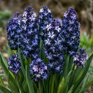 Гиацинт Блум Клауд купить по цене от 2099р. в интернет-магазине «Посадика» с доставкой почтой в в Красногорске и по всей России – [изображение №1].