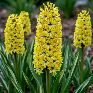 Гиацинт Сансет Голд купить по цене от 2099р. в интернет-магазине «Посадика» с доставкой почтой в в Красногорске и по всей России – [изображение №1].