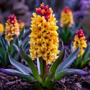 Гиацинт Миднайт Мистери купить по цене от 2099р. в интернет-магазине «Посадика» с доставкой почтой в в Красногорске и по всей России – [изображение №1].