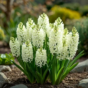 Гиацинт Дрим Трейл купить по цене от 2099р. в интернет-магазине «Посадика» с доставкой почтой в в Красногорске и по всей России – [изображение №1].