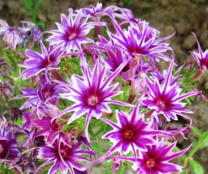 Флокс Звездное Кружево купить по цене от 361р. в интернет-магазине «Посадика» с доставкой почтой в в Красногорске и по всей России – [изображение №1].