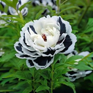 Пион Монохромный Шик купить по цене от 429р. в интернет-магазине «Посадика» с доставкой почтой в в Красногорске и по всей России – [изображение №1].