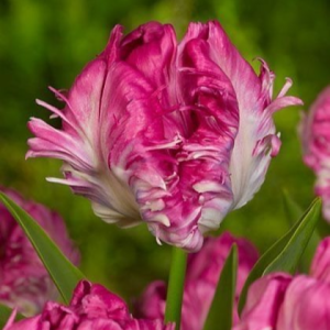 Тюльпан махровый Кул Кристал купить по цене от 400р. в интернет-магазине «Посадика» с доставкой почтой в в Красногорске и по всей России – [изображение №1].