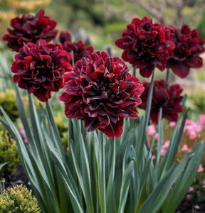 Нарцисс Малиновая Вуаль купить по цене от 3000р. в интернет-магазине «Посадика» с доставкой почтой в в Красногорске и по всей России – [изображение №1].